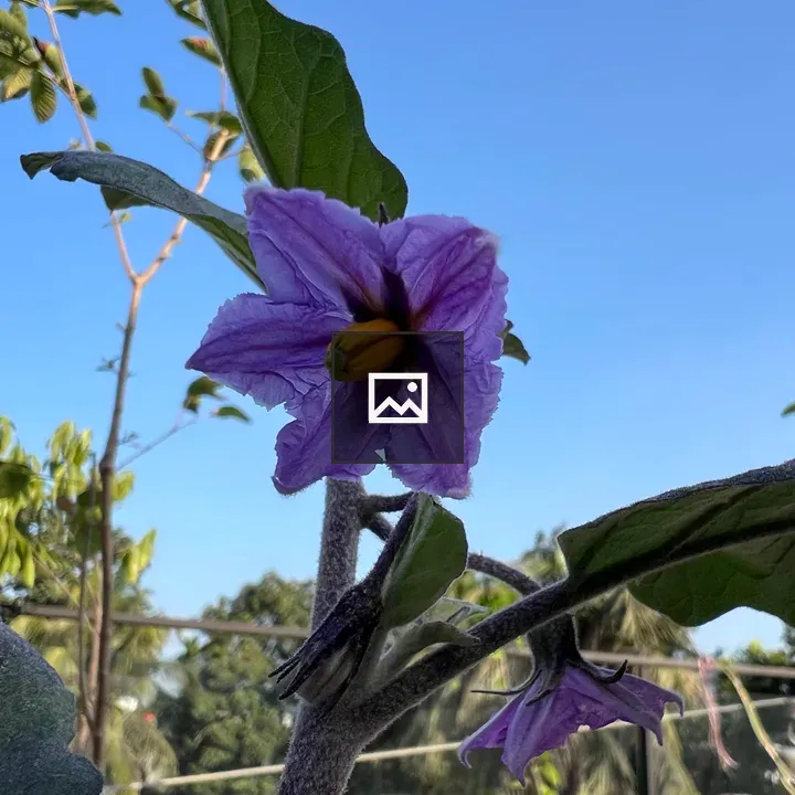 Purple flower in pot