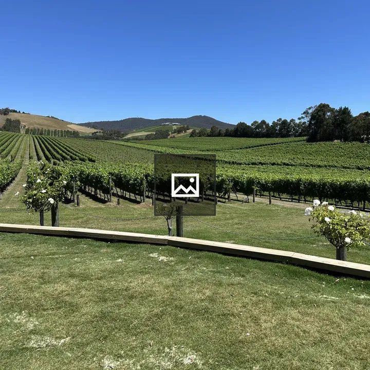 Vineyard landscape with rows of grapevines