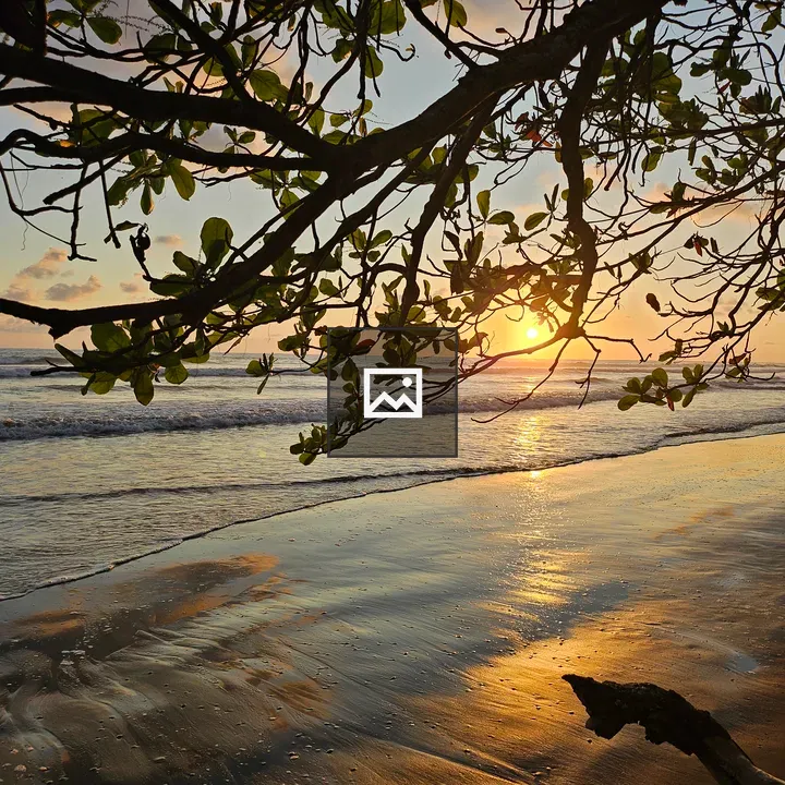 Beach sunset through tree branches
