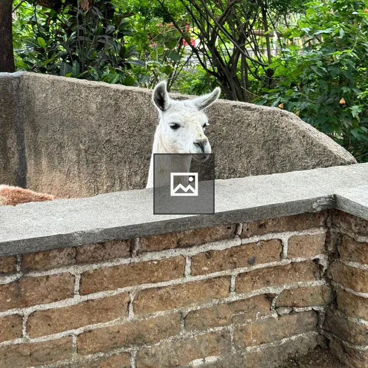 Llama Over Brick Wall