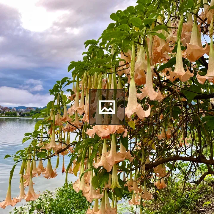Blossom of Peach Brugmansia