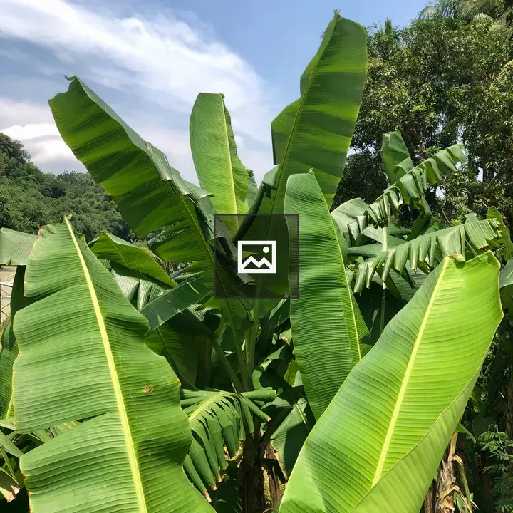 Banana leaves