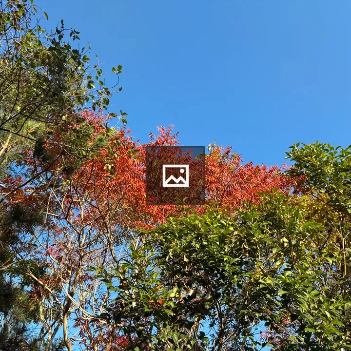 Trees Against Blue Sky in Autumn