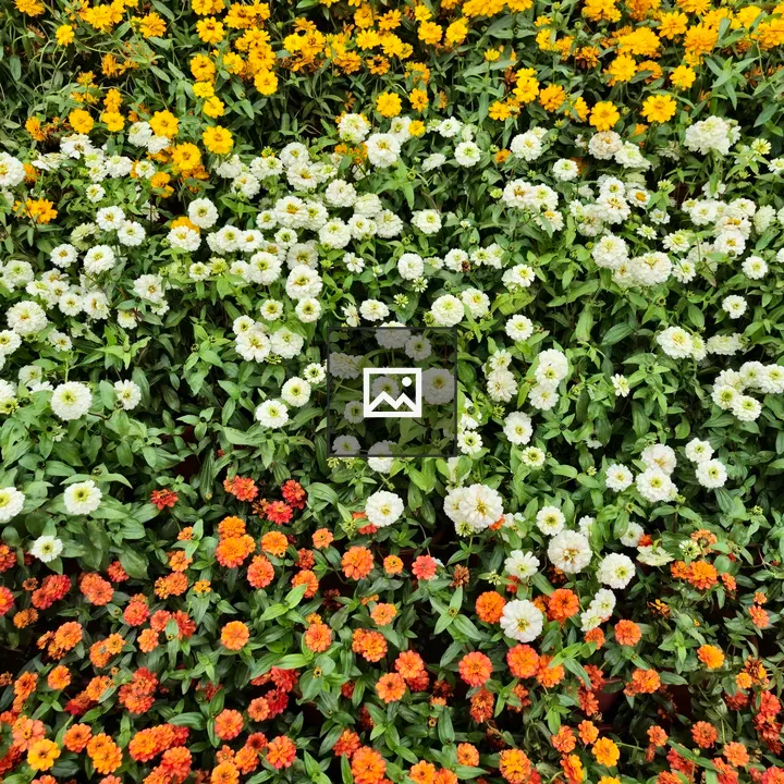 Field of narrowleaf zinnia blooms