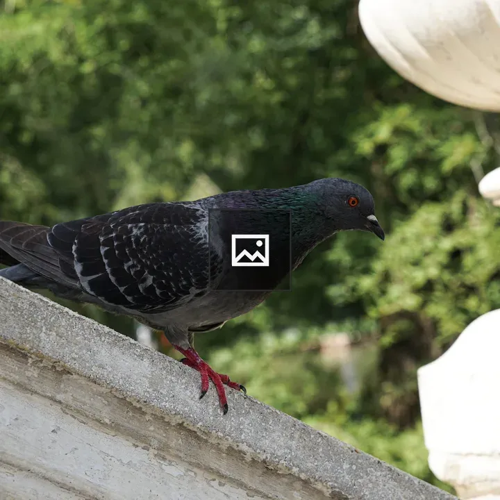 Pigeon on Concrete Ledge