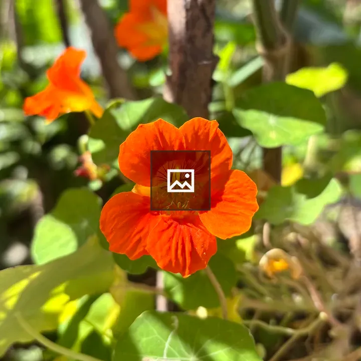 Orange Flower in Focus