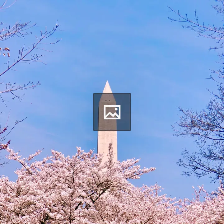 Washington Monument through cherry blossoms