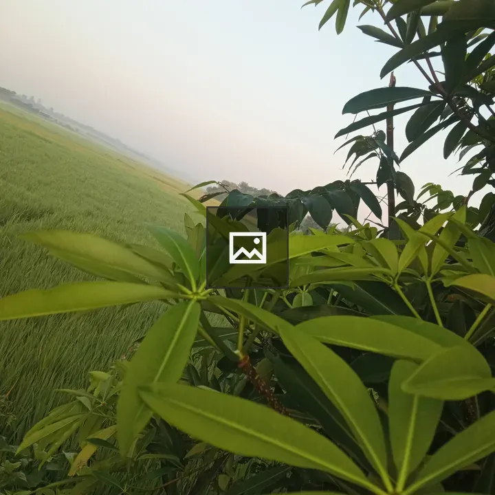 Long-leaved plant with paddy field