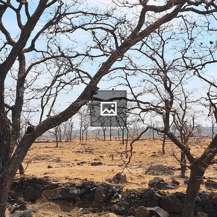 Trees During Dry Summer