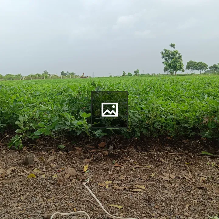 Peanut Plants in Field