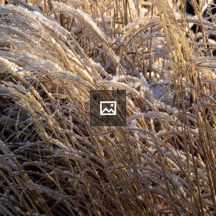 Ice Covered Ornamental Grass
