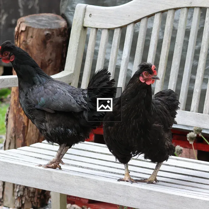 Two black chickens on bench