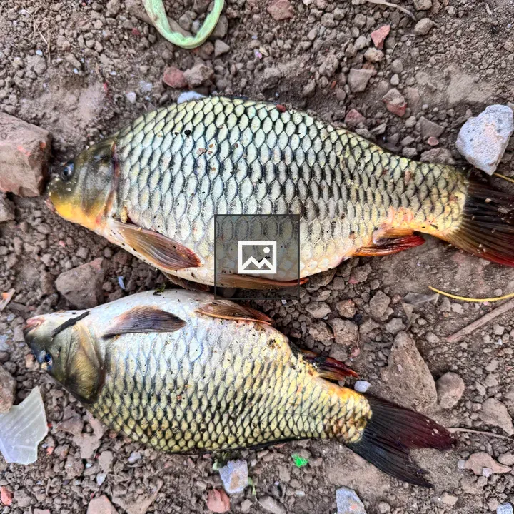 Two fish on rocky ground