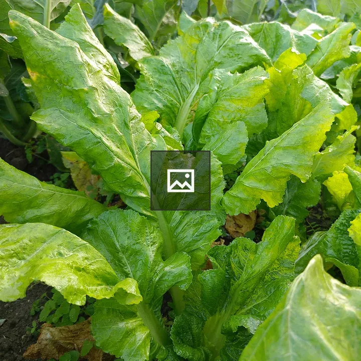 Close-up of Green Leafy Vegetables