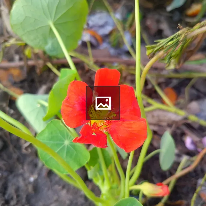 Close-up Red Flower with Center Markings