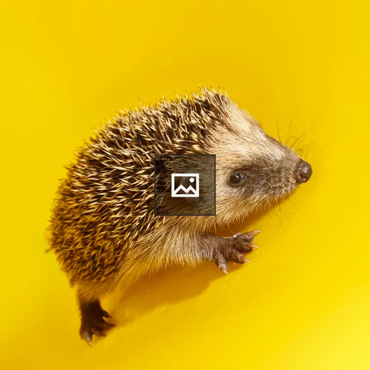 Hedgehog on Yellow Background