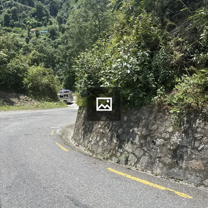 Road Through Jungle and Trees