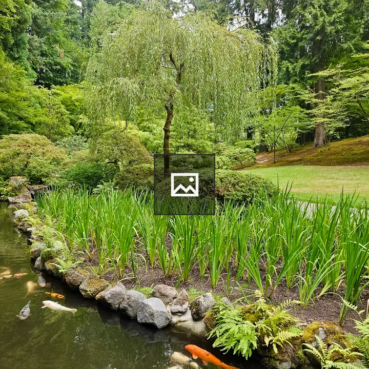 Koi Fish in Serene Pond