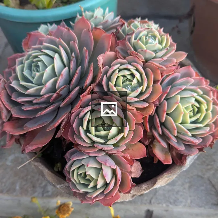 Succulent Pot with Rosette Leaves