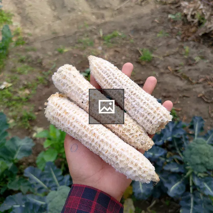 Three corn cobs held in hand