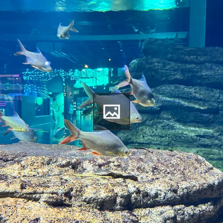 Group of silver fish with red fins