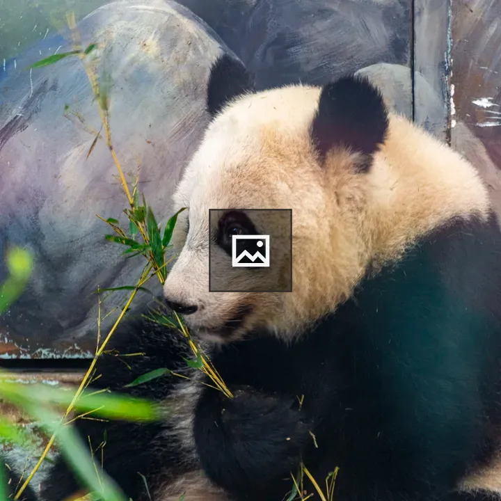 Panda eating bamboo shoots