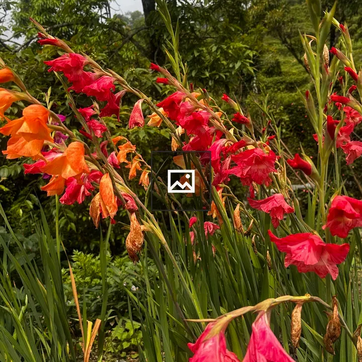 Group of Lilies in Sun-dried Color