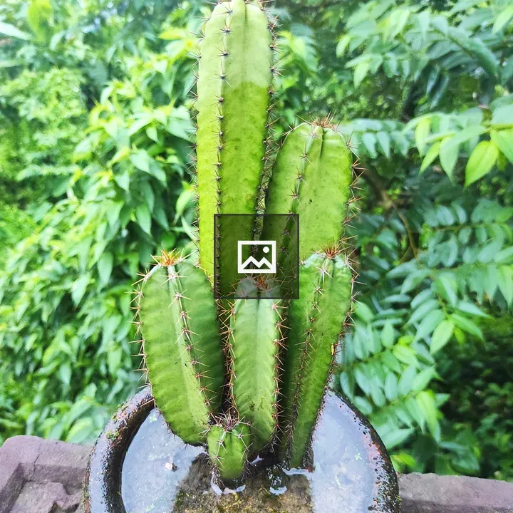 Group of green cacti in a round pot