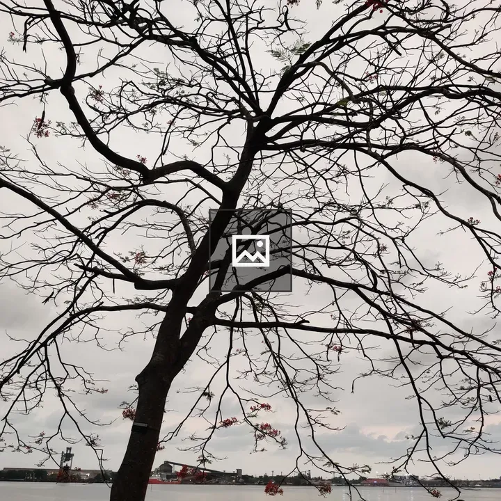 Withered Tree in Nature