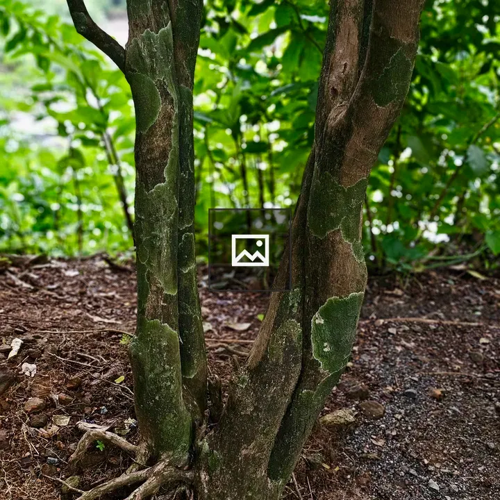 Tree trunk with moss and roots