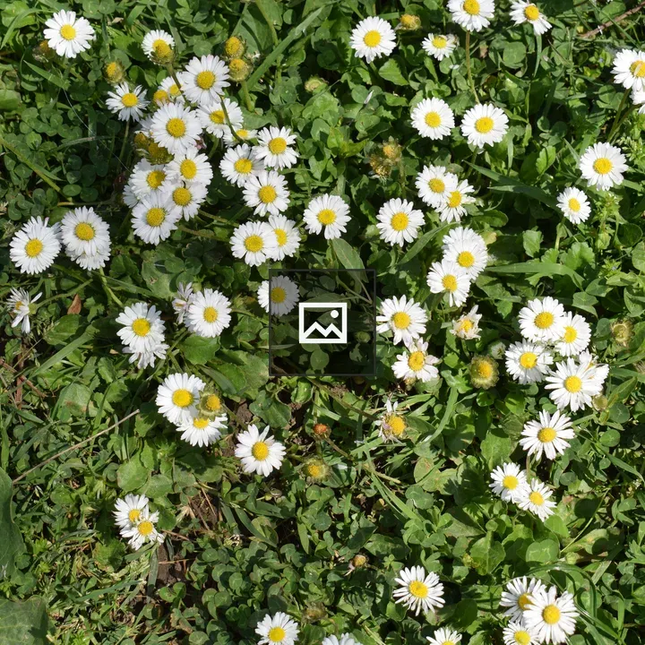 Yellow and White Daisies