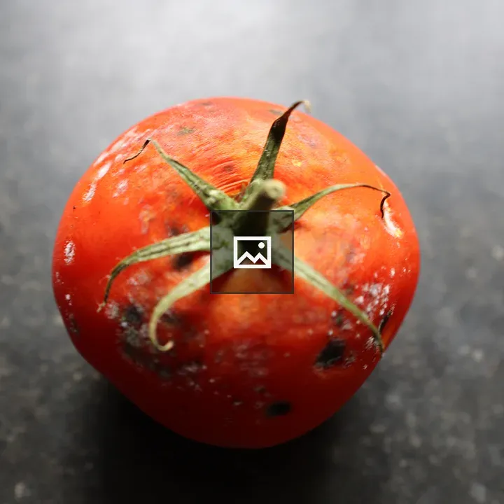 Decaying tomato