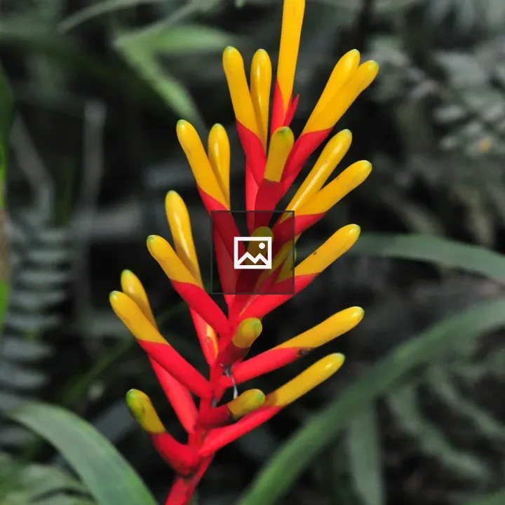 Tropical flower in Guadeloupe