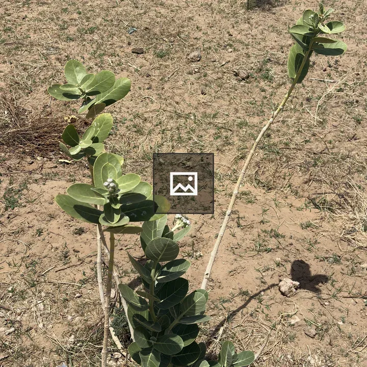 Green Plant with Thick Leaves