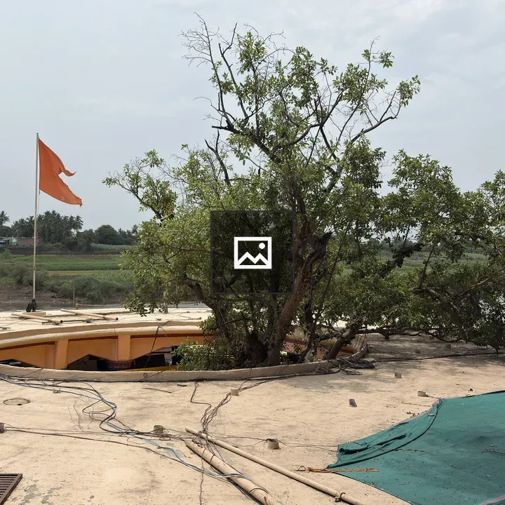 Tree through Circular Rooftop Opening
