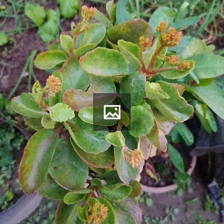 Green succulent with budding flowers