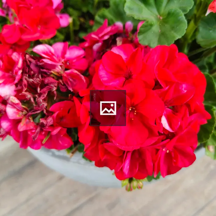 Red Flowers in Pot