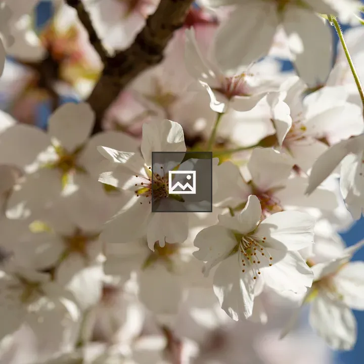 Springtime Cherry Blossoms