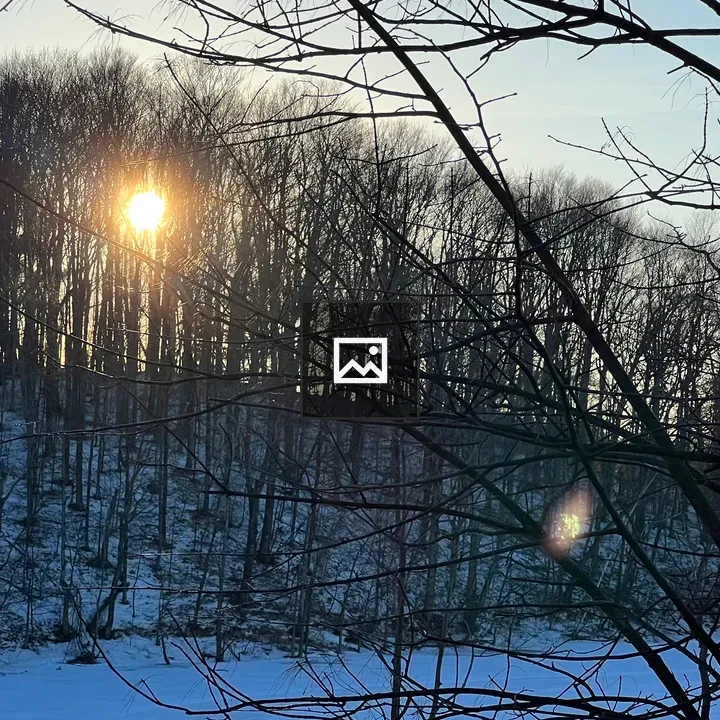 Afternoon sun on bare trees at the lake