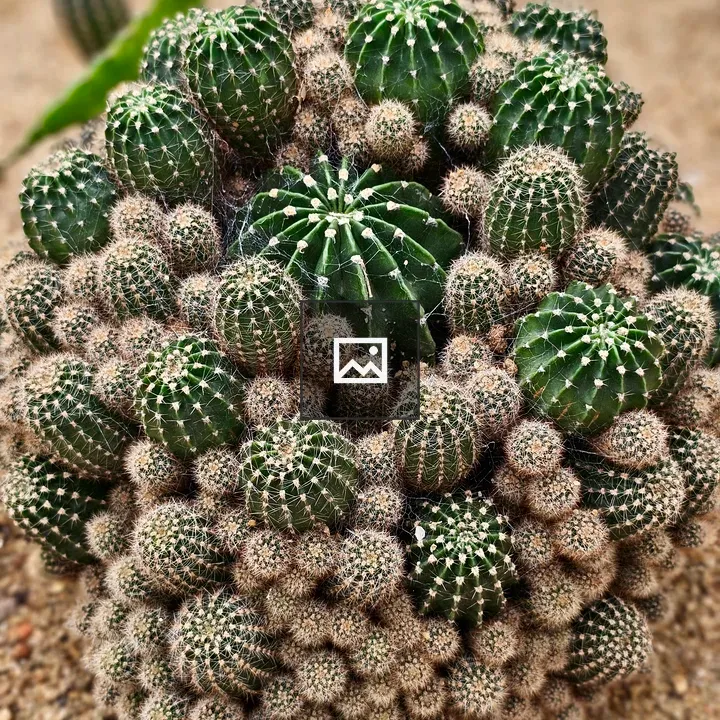 Cacti cluster in sandy soil