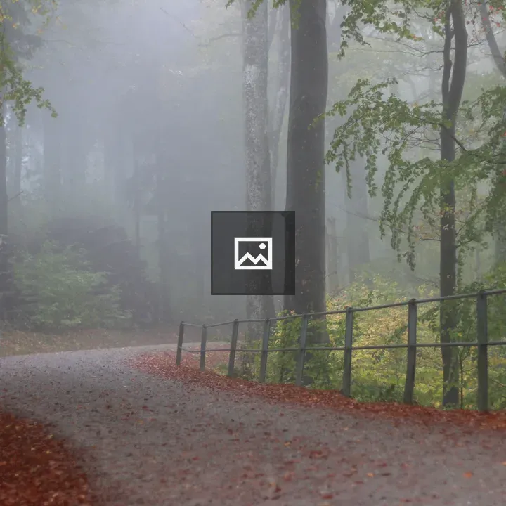 Monsoon Forest Path