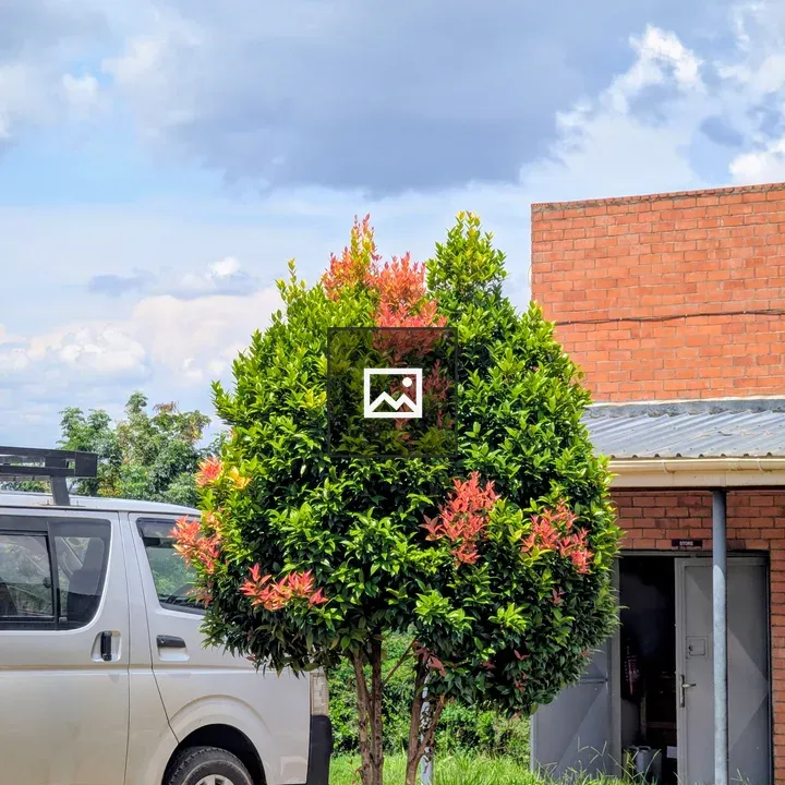 Tree with red and green leaves