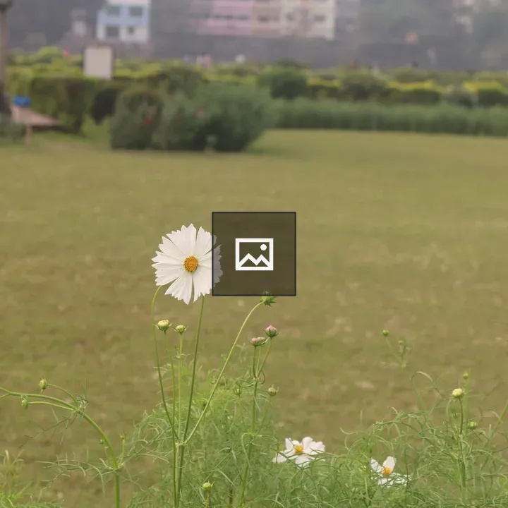 White cosmos flower in garden