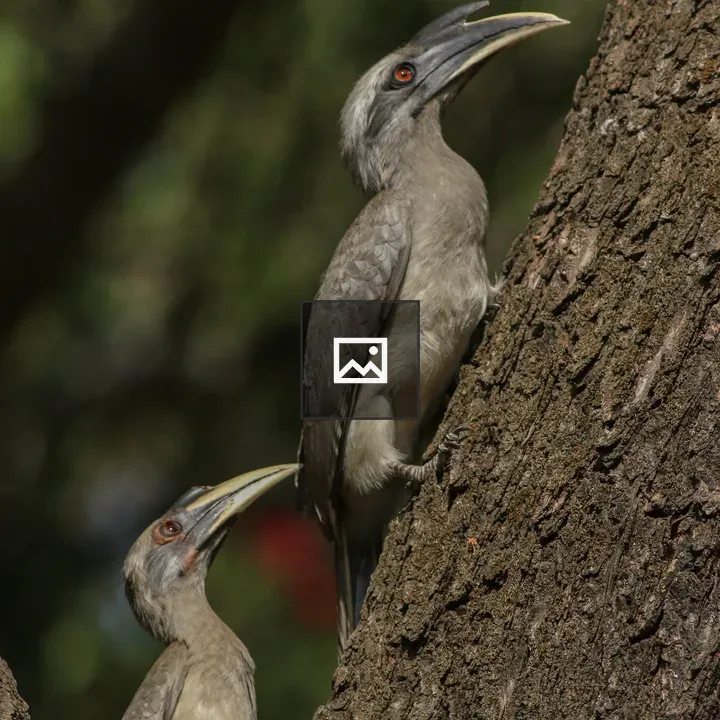 Two grey hornbill birds