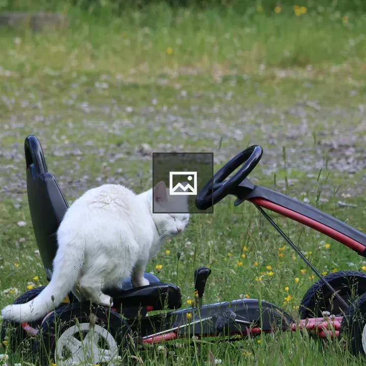 White cat on Go Kart