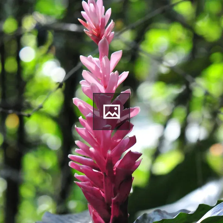 Tropical flower in portrait