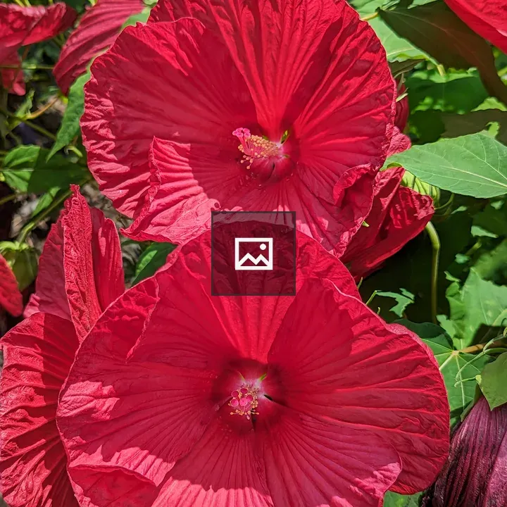 Two red hibiscus flowers