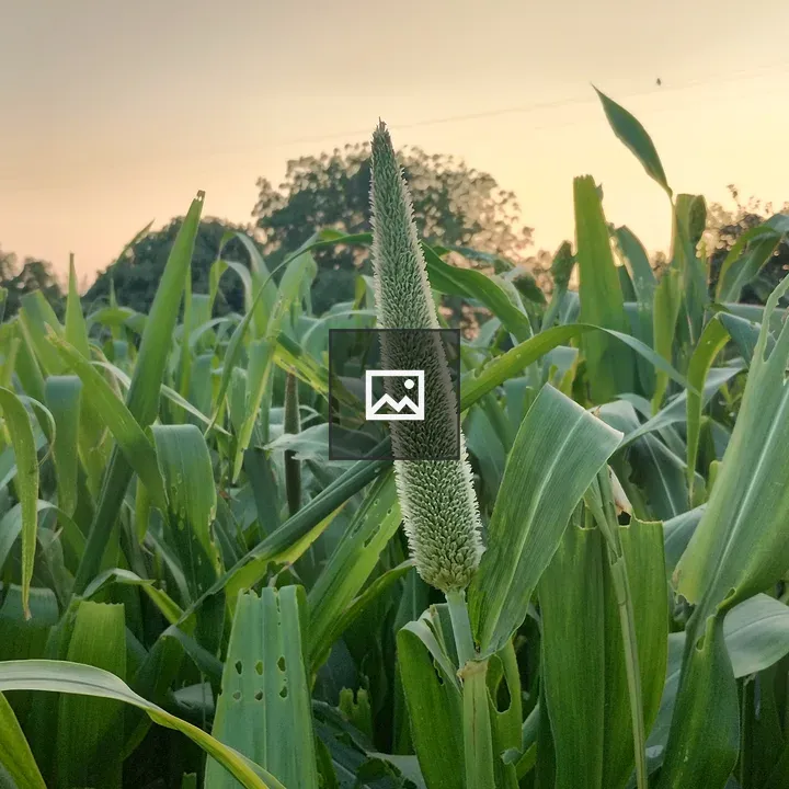 Millets Crop in Farming