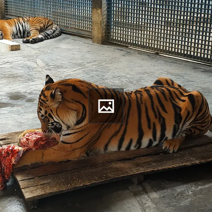 Royal Bengal Tiger