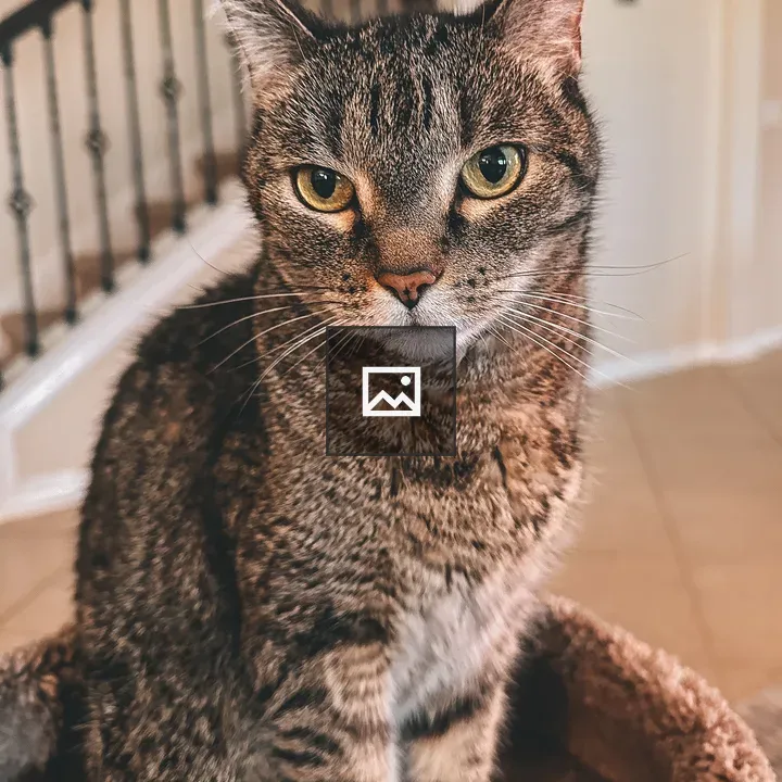 Brown cat on cat tower